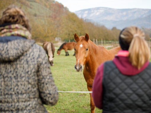 Comment promouvoir son stage d’équitation ?